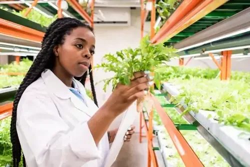 身穿白大褂的年轻非洲妇女手持一株绿色幼苗，研究其生物学特性